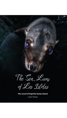 The Sea Lions of Los Islotes : The Jewel of Espiritu Santo Island